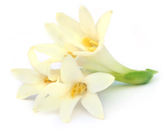 tuberose tobacco TUBEROSE & TOBACCO FLOWER ~ Pure Perfume Rollerball: Alcohol Free - Women.  Vegan and Cruelty Free