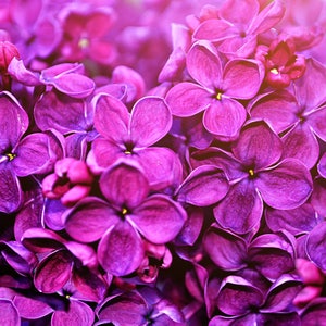 LILAC ~ Pure Perfume Rollerball: Alcohol Free - Women. Vegan & Cruelty Free.