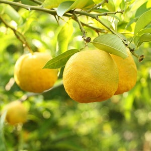YUZU JAPANESE GRAPEFRUIT ~ Pure Perfume Rollerball: Alcohol Free - Unisex. Vegan & Cruelty Free