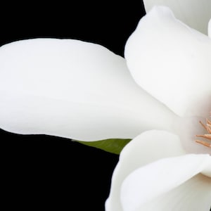 MAGNOLIA BLOSSOM & ORCHID ~ Pure Perfume Rollerball: Alcohol Free - Women. Vegan and Cruelty Free.