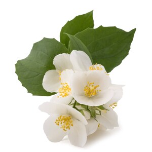 May include: A cluster of white jasmine flowers with yellow centers, blooming on a branch with green leaves.