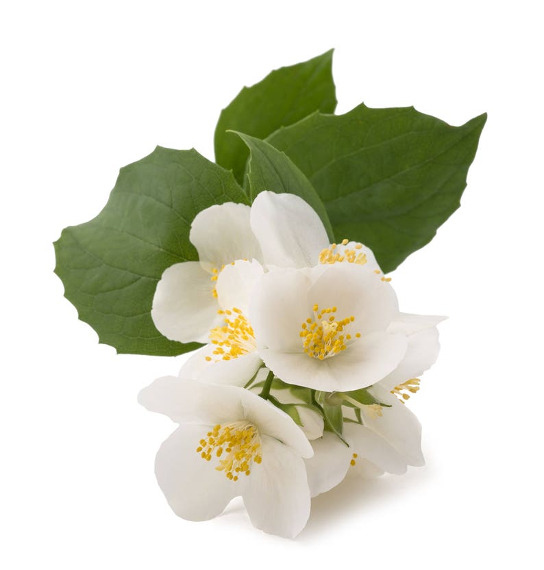 May include: A cluster of white jasmine flowers with yellow centers, blooming on a branch with green leaves.