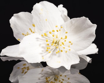 CHOISYA BLOSSOM & ORANGE ~ Pure Perfume Rollerball: Alcohol Free - Women. Vegan and Cruelty Free