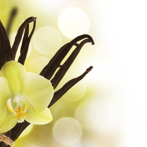 VANILLA & SANDALWOOD ~ Pure Perfume Rollerball: Alcohol Free - Women.  Vegan and Cruelty Free.