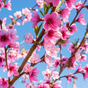 Perfume inspirado en FLOR DE NECTARINA Y MIEL (tipo) ~ Pure Perfume Rollerball: Sin alcohol - Unixex. Vegano y sin crueldad animal.