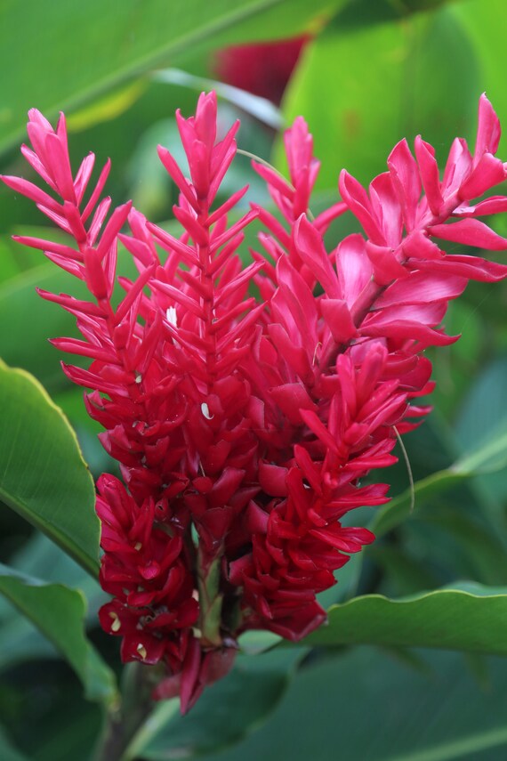Ginger flower online perfume