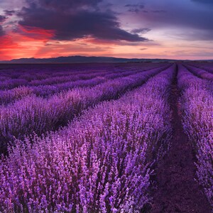 LAVENDER FRANCE Essential oil ~ Pure Perfume Rollerball: Alcohol Free - Women. Vegan & Cruelty Free.
