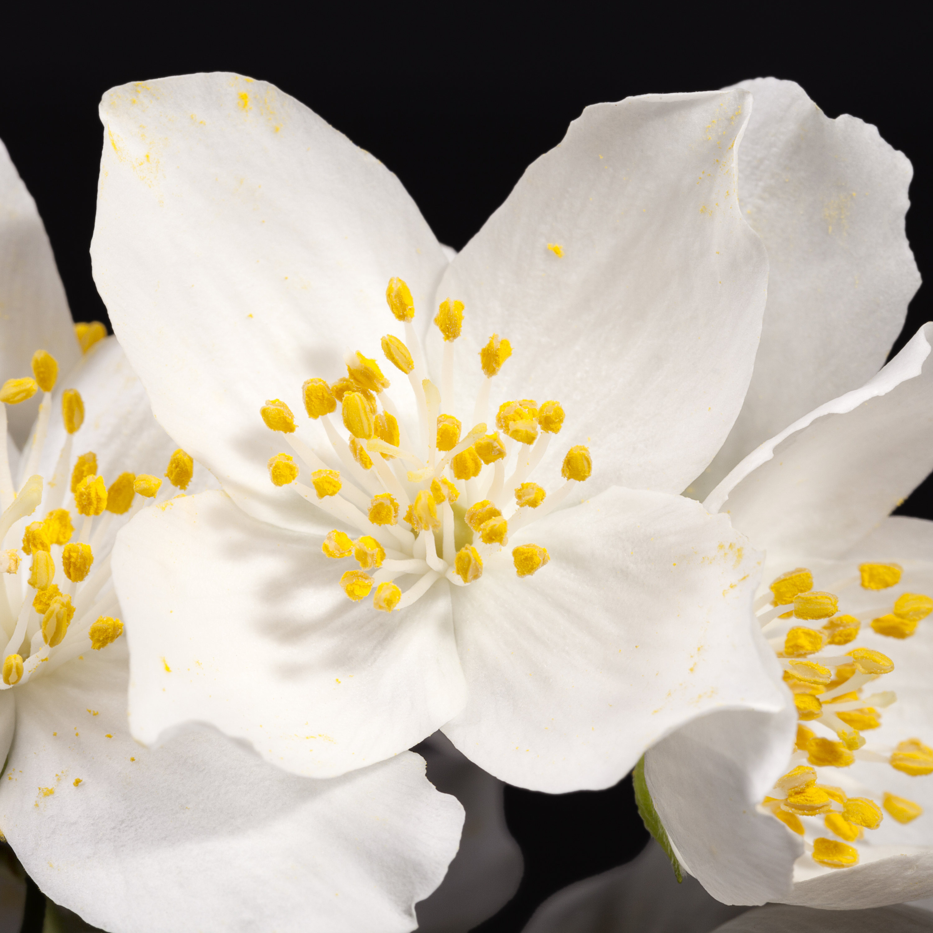Jasmine tuberose online perfume