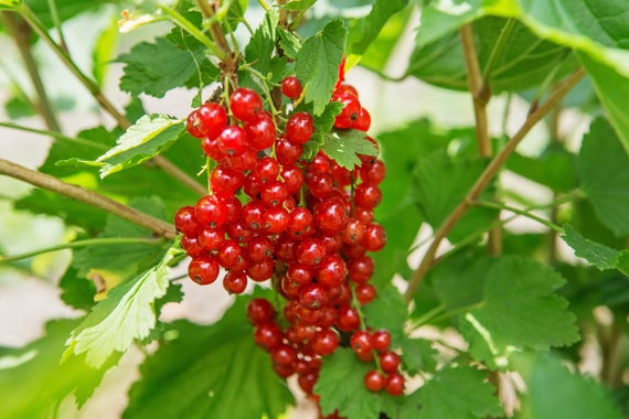 Buy REDCURRANT CREAM Jo Malone Inspired Perfume Pure Perfume