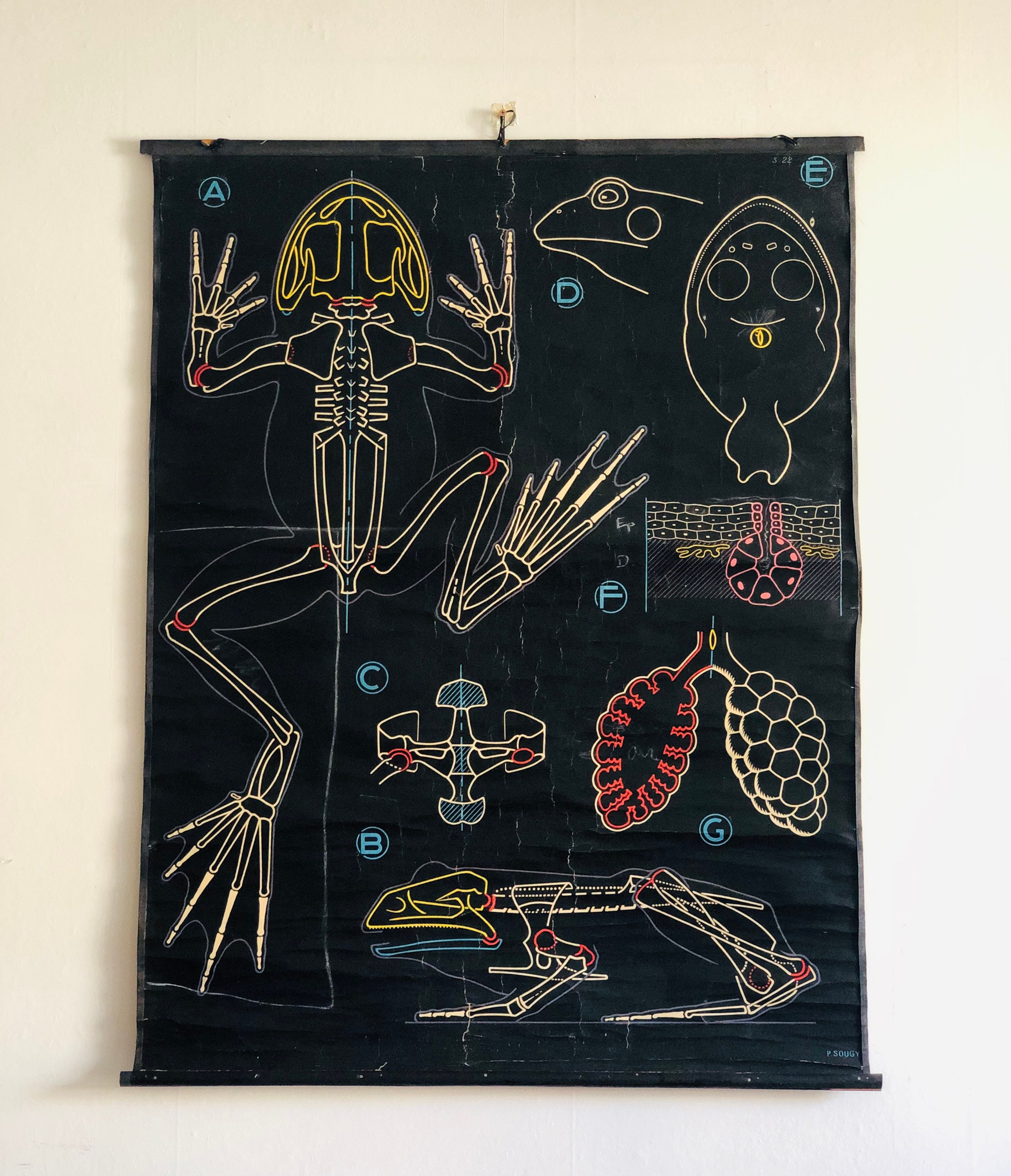 Antique Pull Down French School Chart Auzoux et Sougy Frog Anatomy Graphic Curiosity Anatomy Wunderk