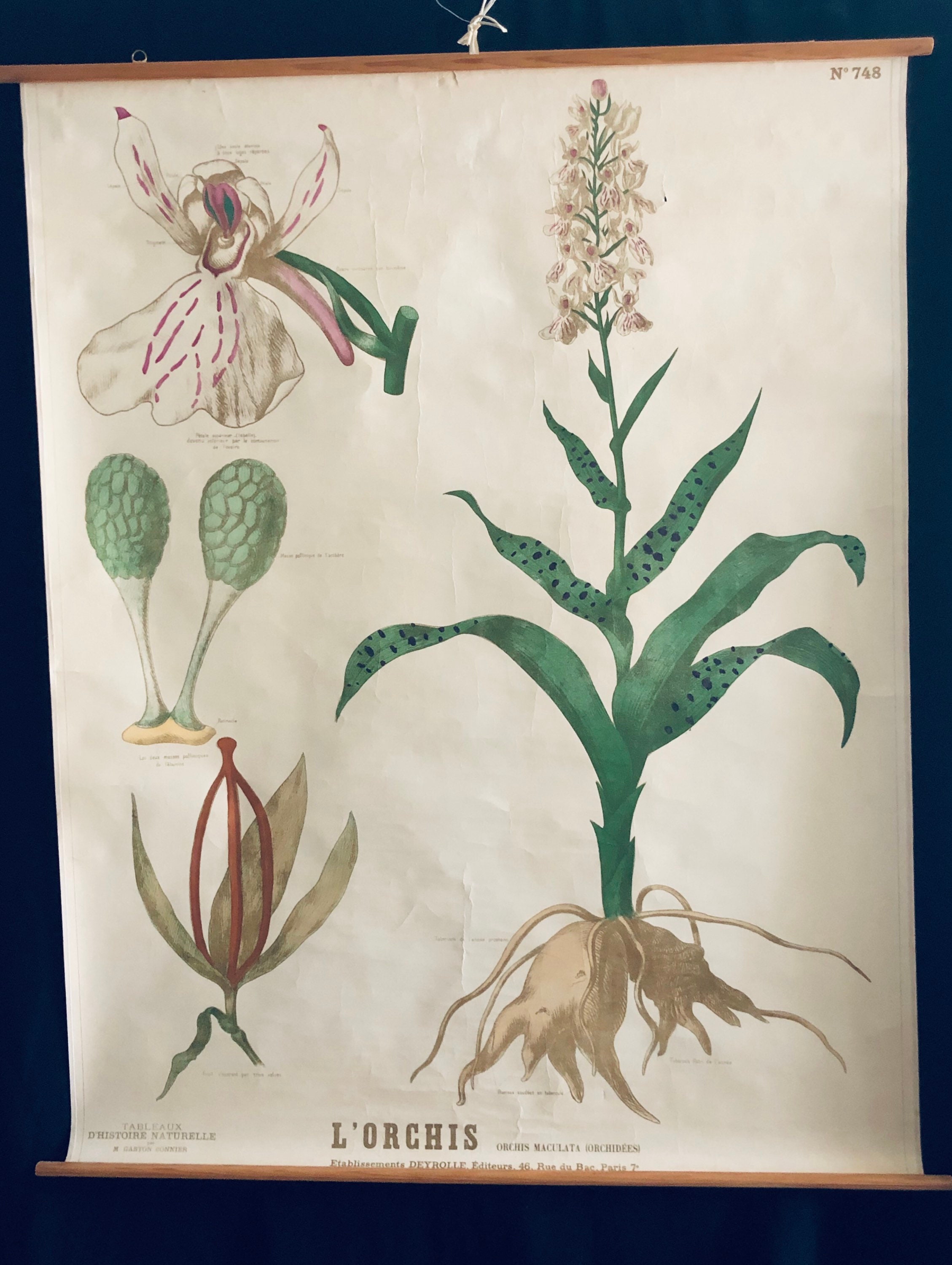 Perfect Antique Pull Down School Chart From Deyrolle L'orchis Curiosity Cabinet Botany Wunderkammer