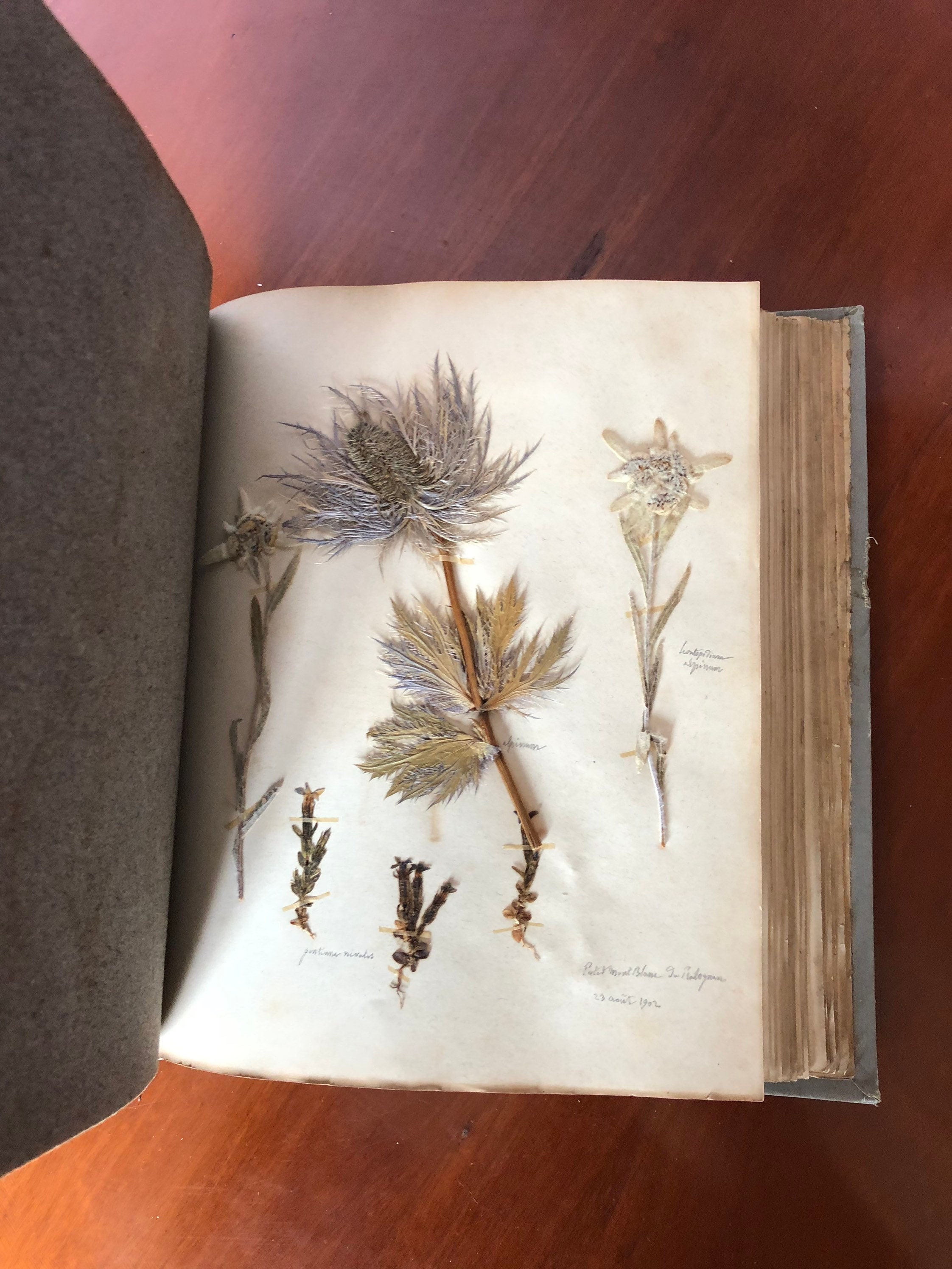 Antiguo Herbario Historia Natural Botanic Herbarium Libro | Etsy México