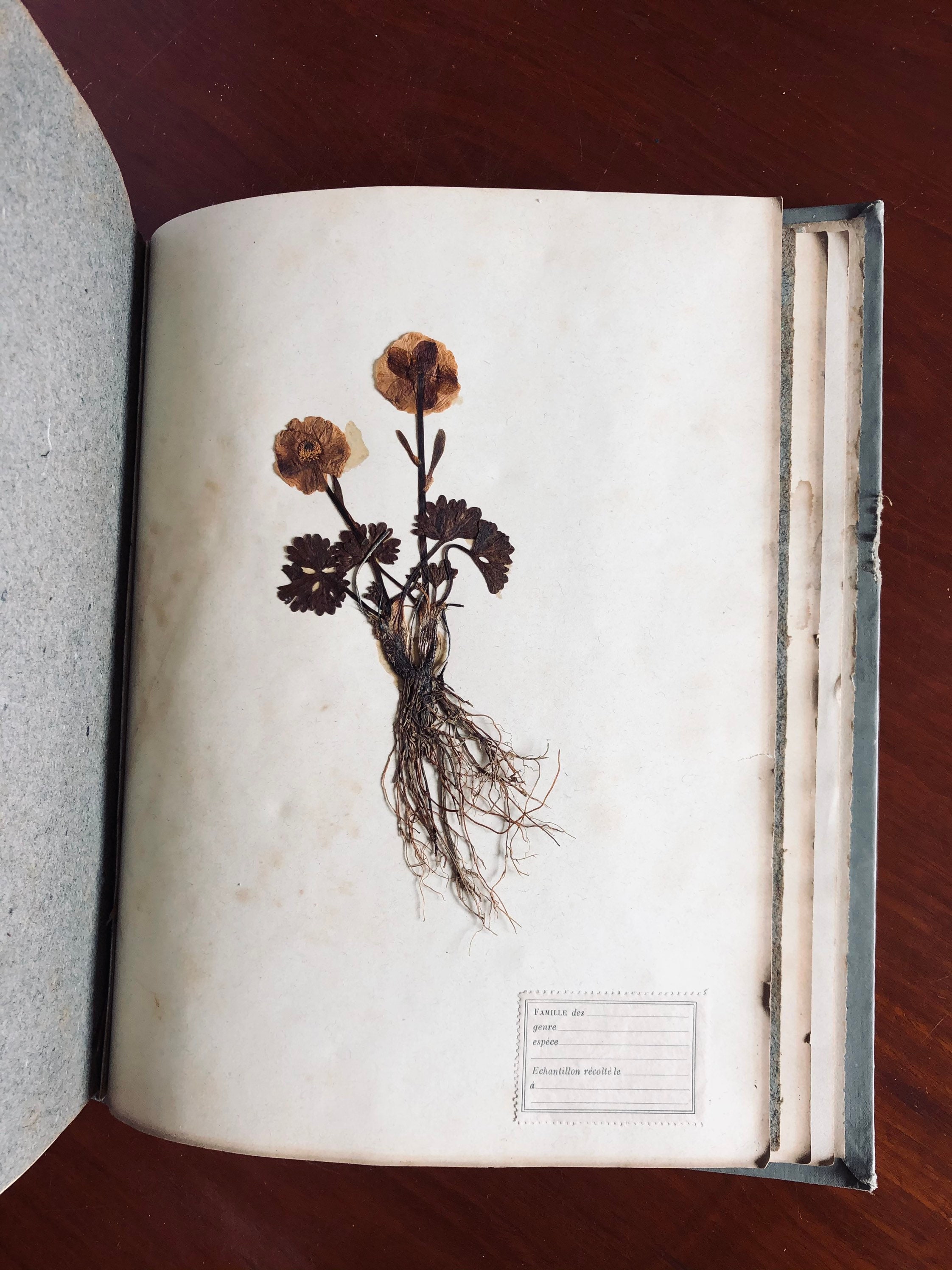 Antique Herbarium Natural History Botanic Herbarium Book Etsy