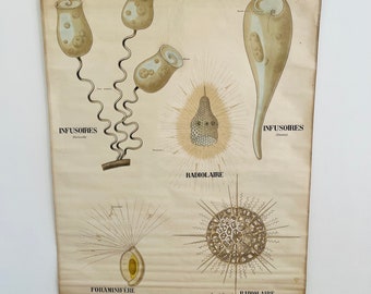 A perfect antique Deyrolle school chart curiostiy cabinet natural history wunderkammer antique pedagogic school chart
