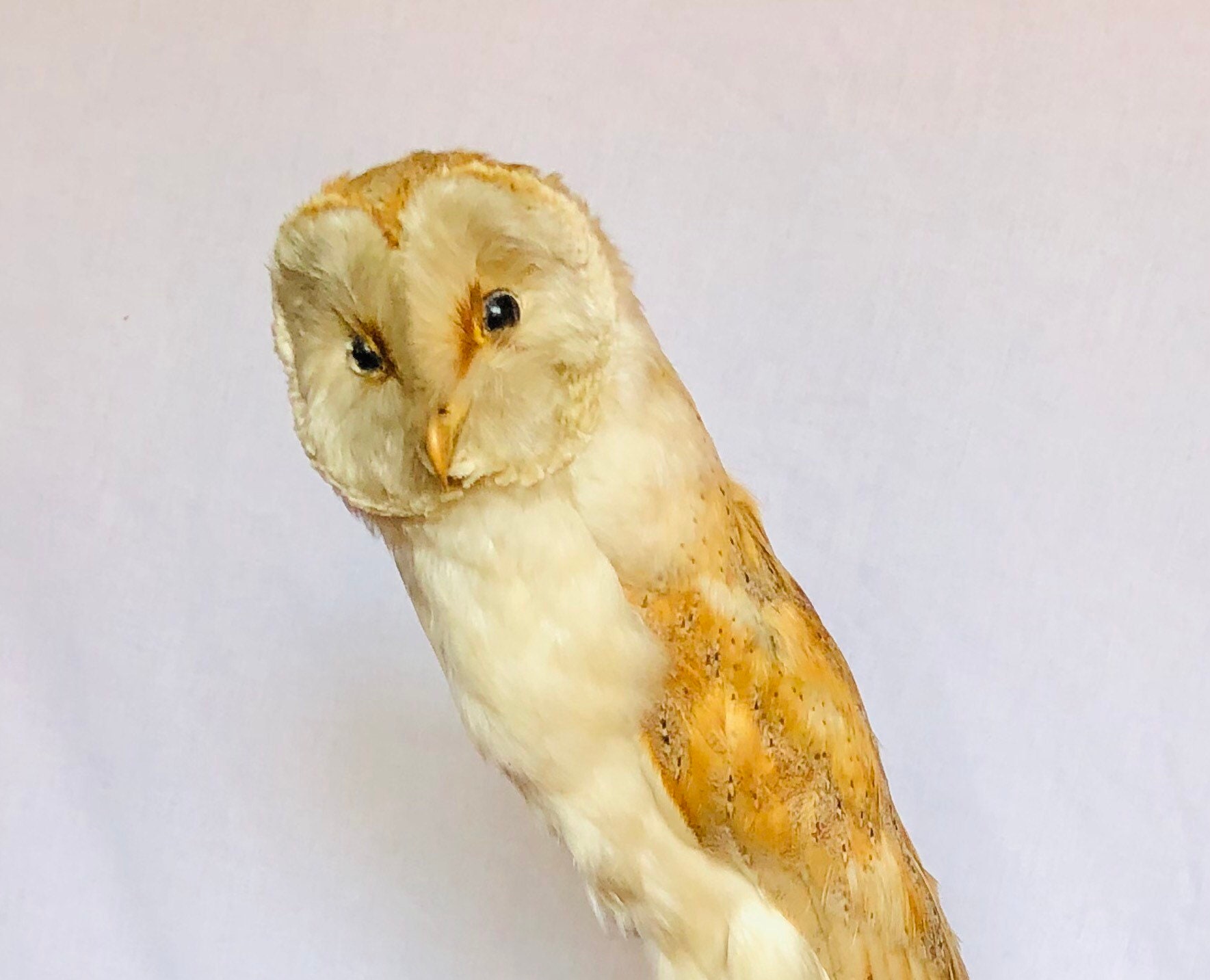 stuffed owl real