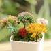 A set 7pcs Miniature Tiny Colorful Tree , Fairy Garden Supplies Terrarium Accessories 