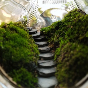 10 stücke Natürliche Miniatur Kleine Sprungbrett Abbildung Fee Garten Liefert Terrarium Zubehör