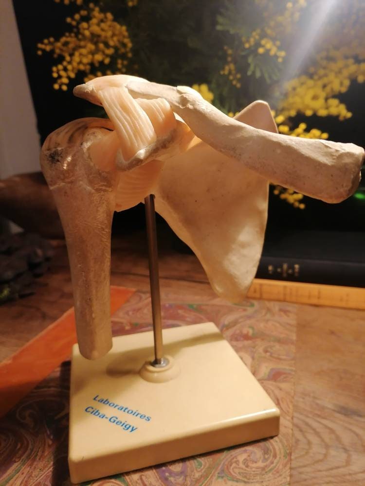 Modèle d'anatomie sur Socle Repro Vintage Humerus Omoplate Clavicule 1970's