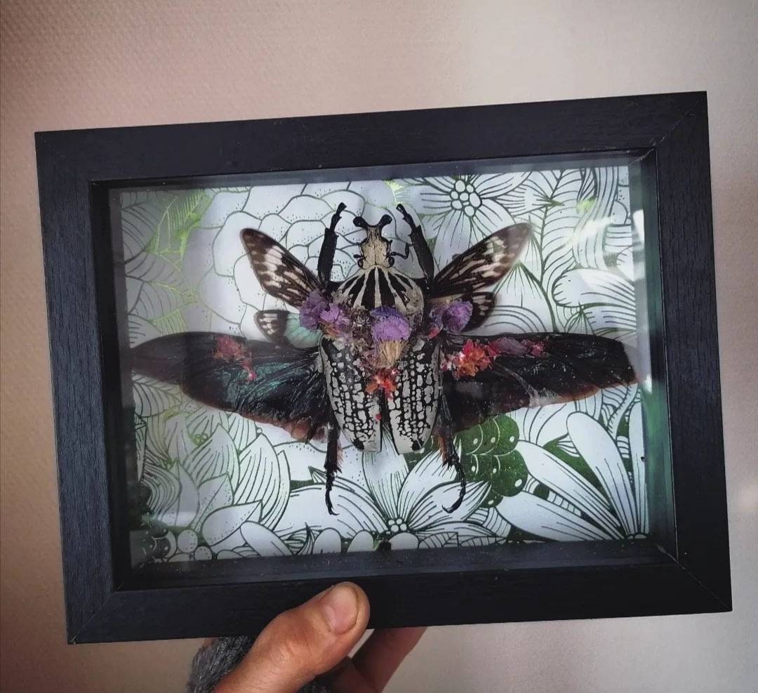 Goliathus Meleagris Curiosités Entomologie