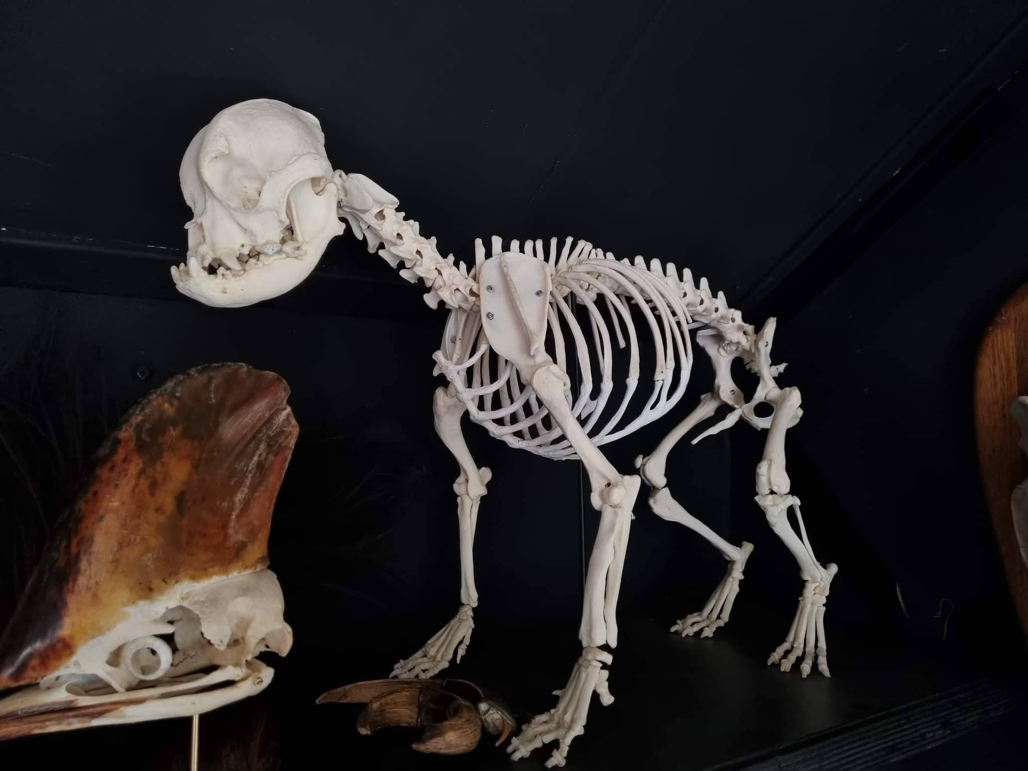 Squelette Oddities Cabinet de Curiosité Real Skull