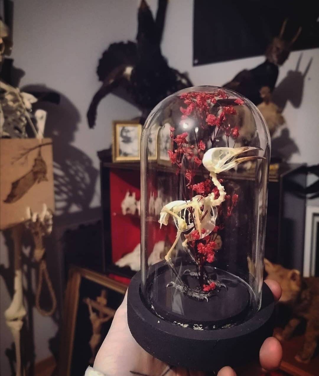 Picnonotus Goiavrier Taxidermie Bones Oddities Cabinet de Curiosité Pré Commande