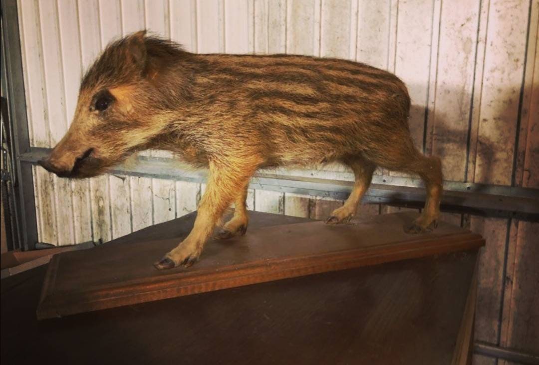 Marcassin Taxidermie Oddities Cabinet de Curiosités