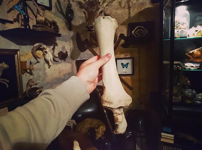 Hip and leg bone study cabinet of curiosities Osteology taxidermy horse