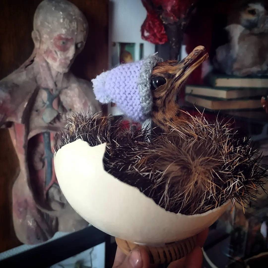 Autruchon Taxidermie Oddities Cabinet de Curiosité