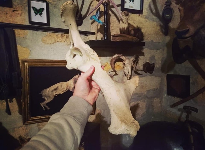 Hip and leg bone study cabinet of curiosities Osteology taxidermy horse