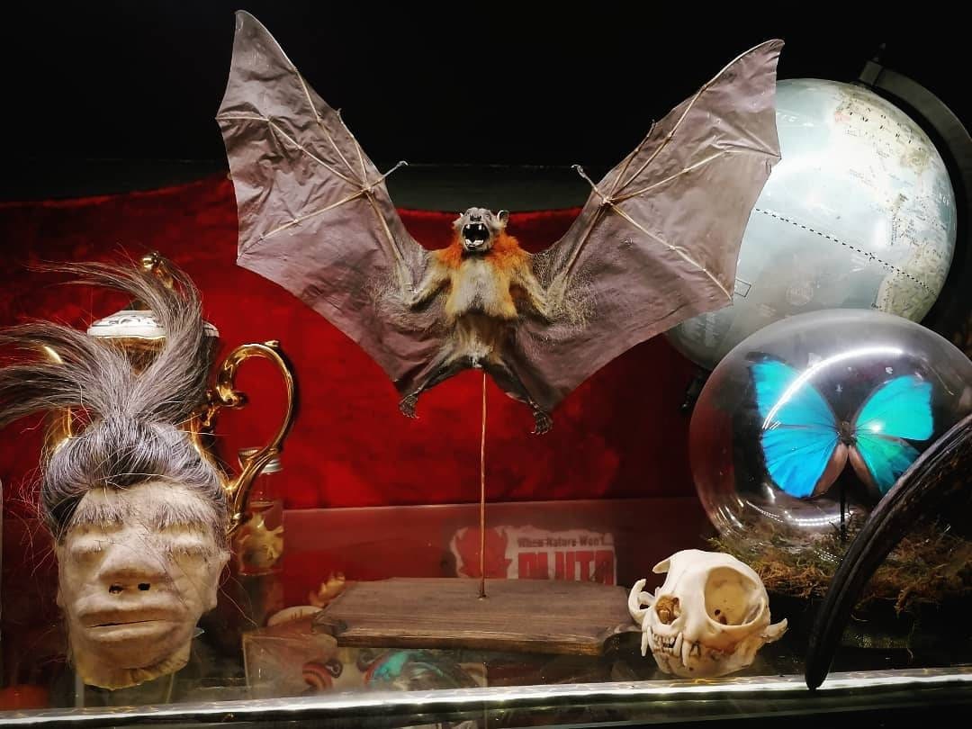Chauve-Souris Taxidermie Oddities Cabinet de Curiosité