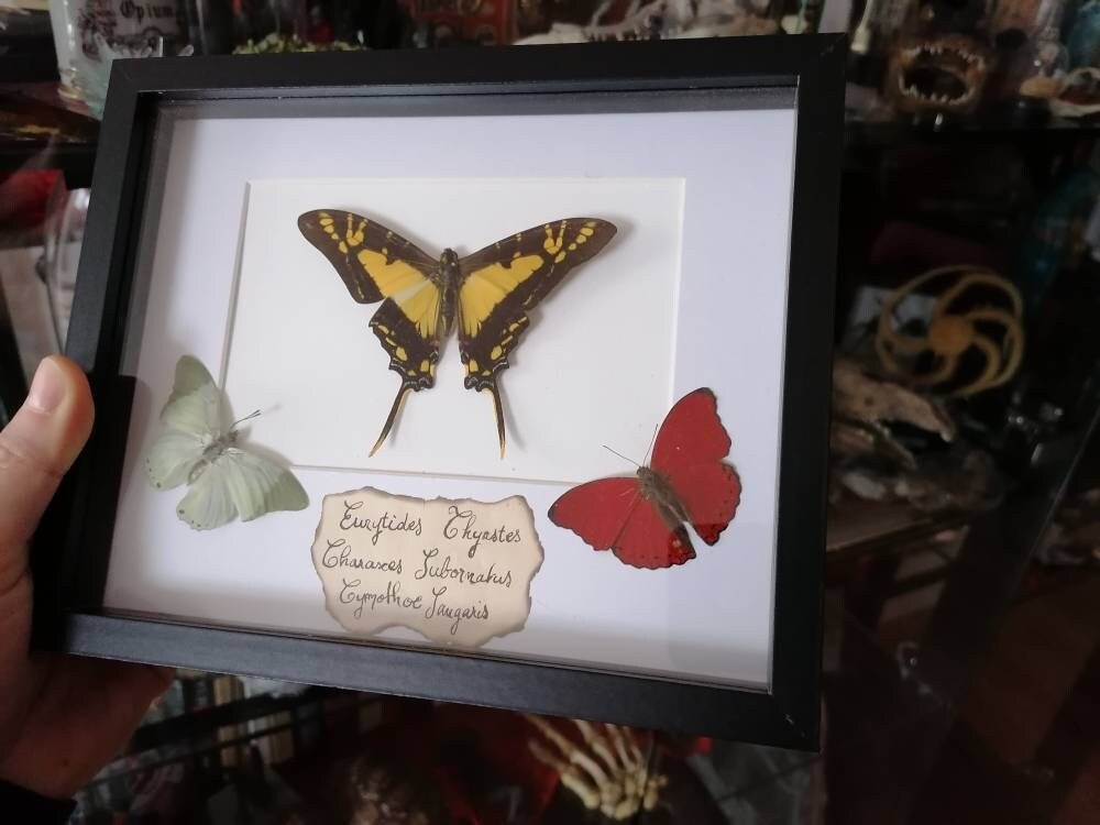 Cadre Trois Papillons