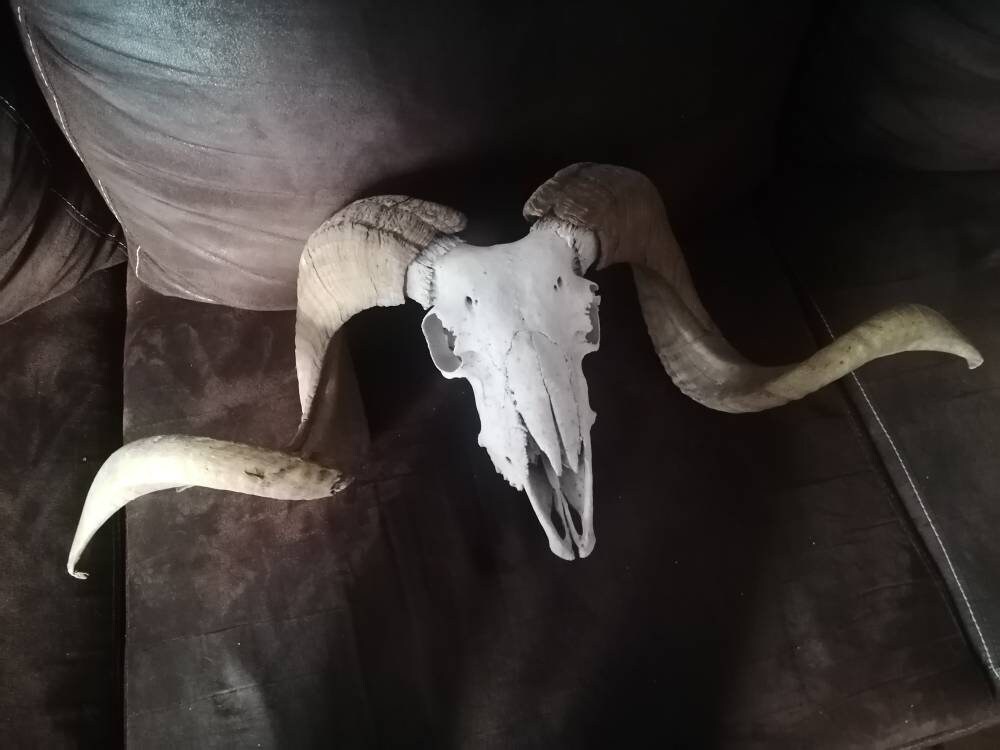 Crâne de Belier Oddities Ostéologie