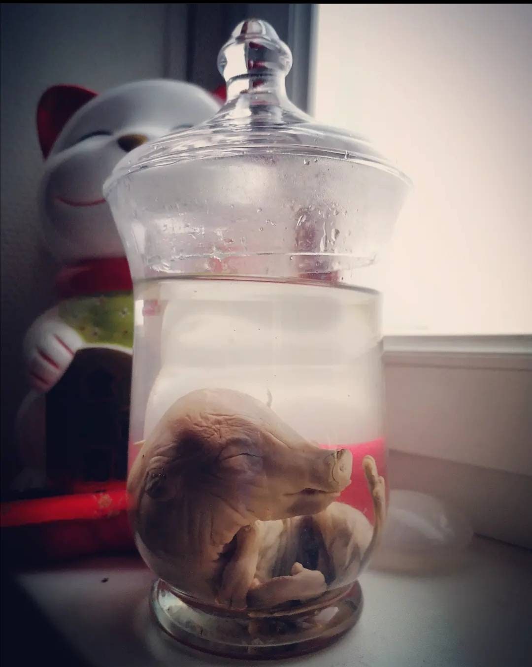 Fœtus Cochon Wet Spécimen Taxidermie Oddities Cabinet de Curiosité