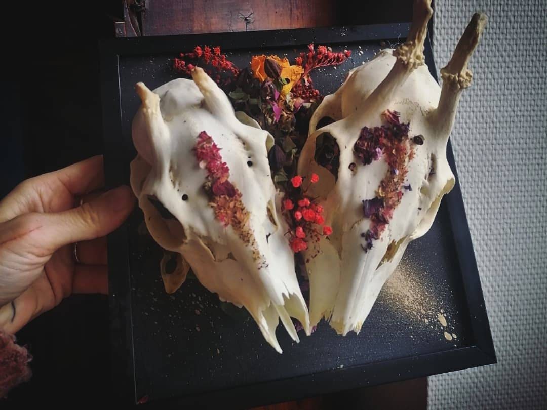 Couple Véritable Crâne Oddities Cabinet de Curiosité Taxidermie