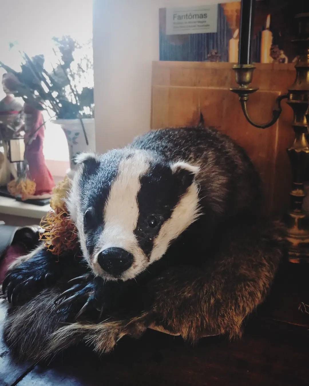 Couple Blaireau Taxidermie Oddities Cabinet de Curiosité Taxidermie