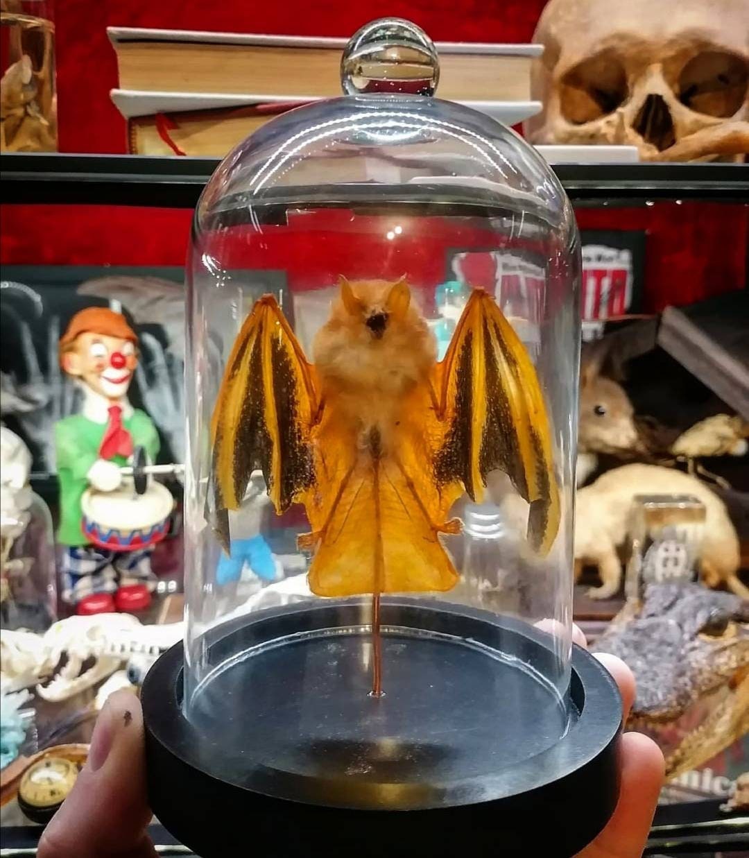 Chauve-Souris Kerivoula Picta Taxidermie en Globe Oddities