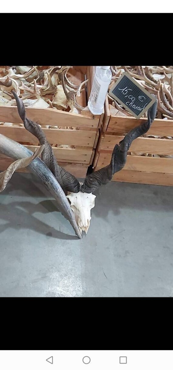 Gros Crâne Racka Bélier Taxidermie Oddities Cabinet de Curiosité