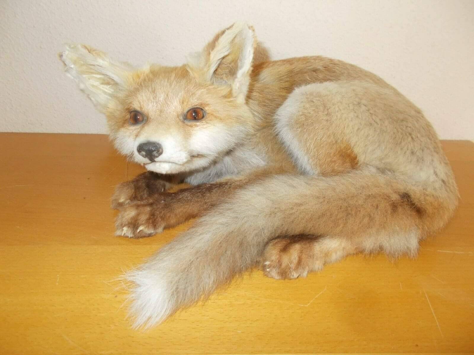 Renardeau Taxidermie Oddities Cabinet de Curiosité