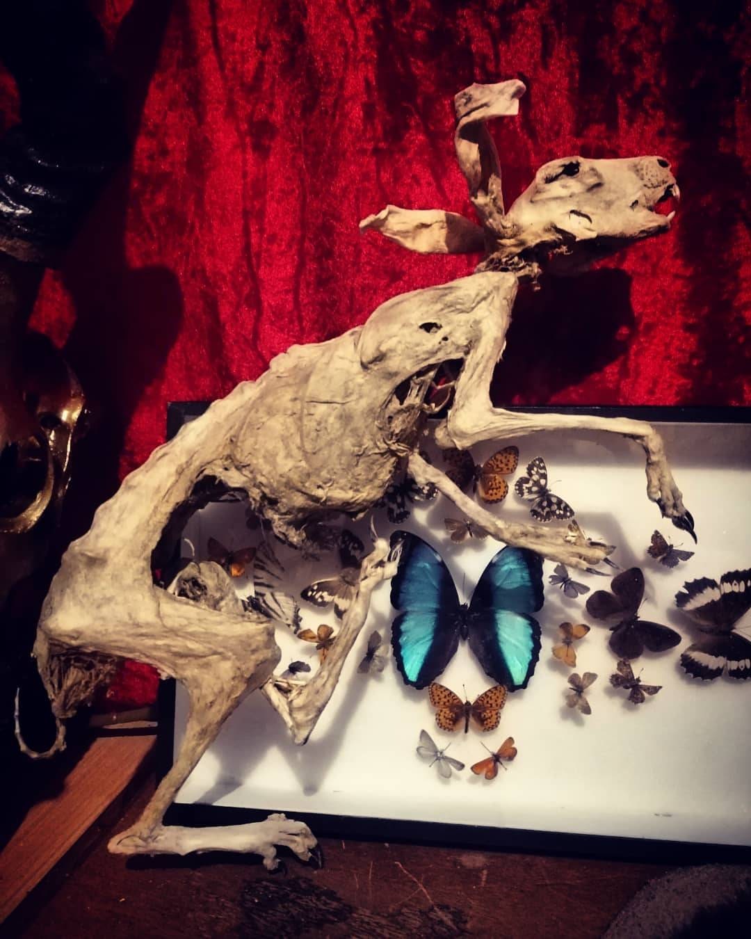 Lièvre Momifié Cabinet de Curiosités Taxidermie Oddities