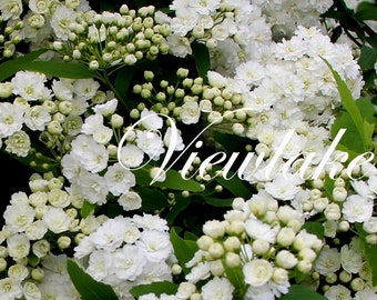 絵画 Reeves spirea 絵画 Reeves spirea Reeves Spirea - Bridal Wreath Spirea