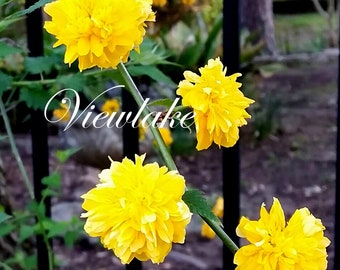 Pre-Order- Kerria japonica 'Pleniflora' Jew's Mantle - orange double flowers - 4"-Container Size