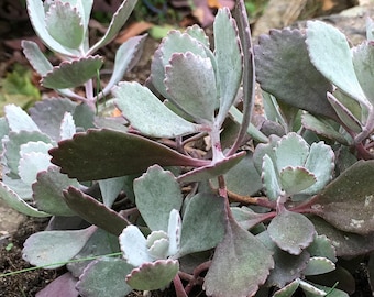 Kolanchoe fedtschenkoi "Powder Candy" - Succulent Plant - 4" Container-Sized Plant