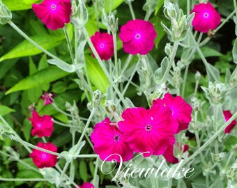 Three (3) Rose Campion Plants - Hot Pink Flowers - Butterfly Garden -Plant Gift