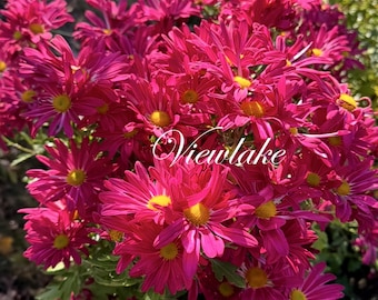 Chrysanthemum "Fireworks"- Butterfly Garden Plant -Live Plant Gift - ship root system, Perennial
