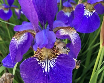 Organic Purple Siberian Iris Plant/Rhizome, Hardy Zones 3-9