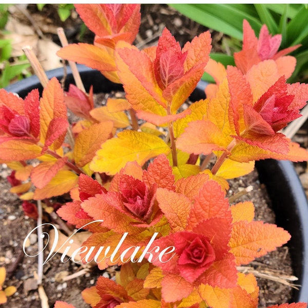 Spirea Japonica Red Head Great Foliage Bloom Early To Mid Summer Starter Plant at 4"-Container Size