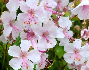 Two (2) Geranium Biokovo - Pink Cranesbill - Hardy Perennial Plants -Ground Cover - Butterfly Garden