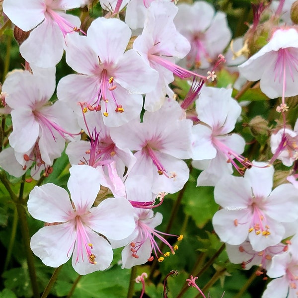 Two (2) Geranium Biokovo - Pink Cranesbill - Hardy Perennial Plants -Ground Cover - Butterfly Garden