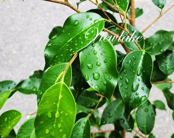 Weeping Ficus benjamina Tree - House Plant - Plant Gift