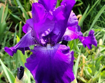 Large Purple Bearded Iris Rhizome: Hardy Heirloom Live Plant